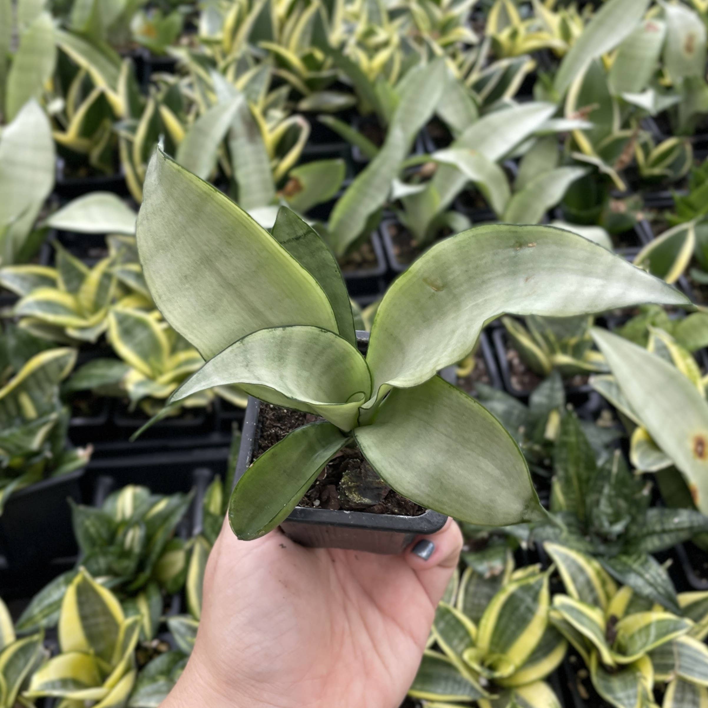 Bird's Nest Snake Plant 3"