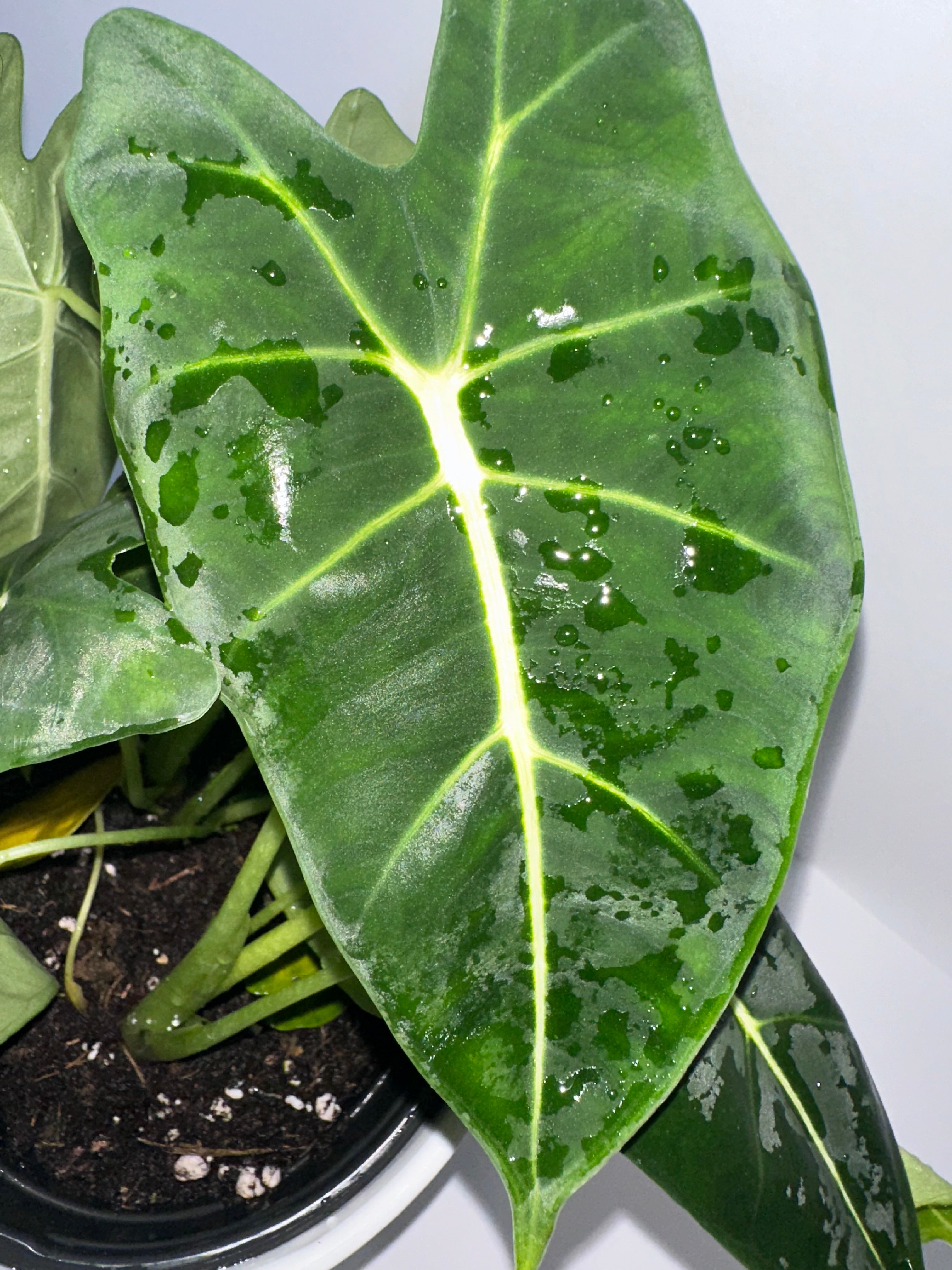 Alocasia Frydek Green Velvet 6" Potted