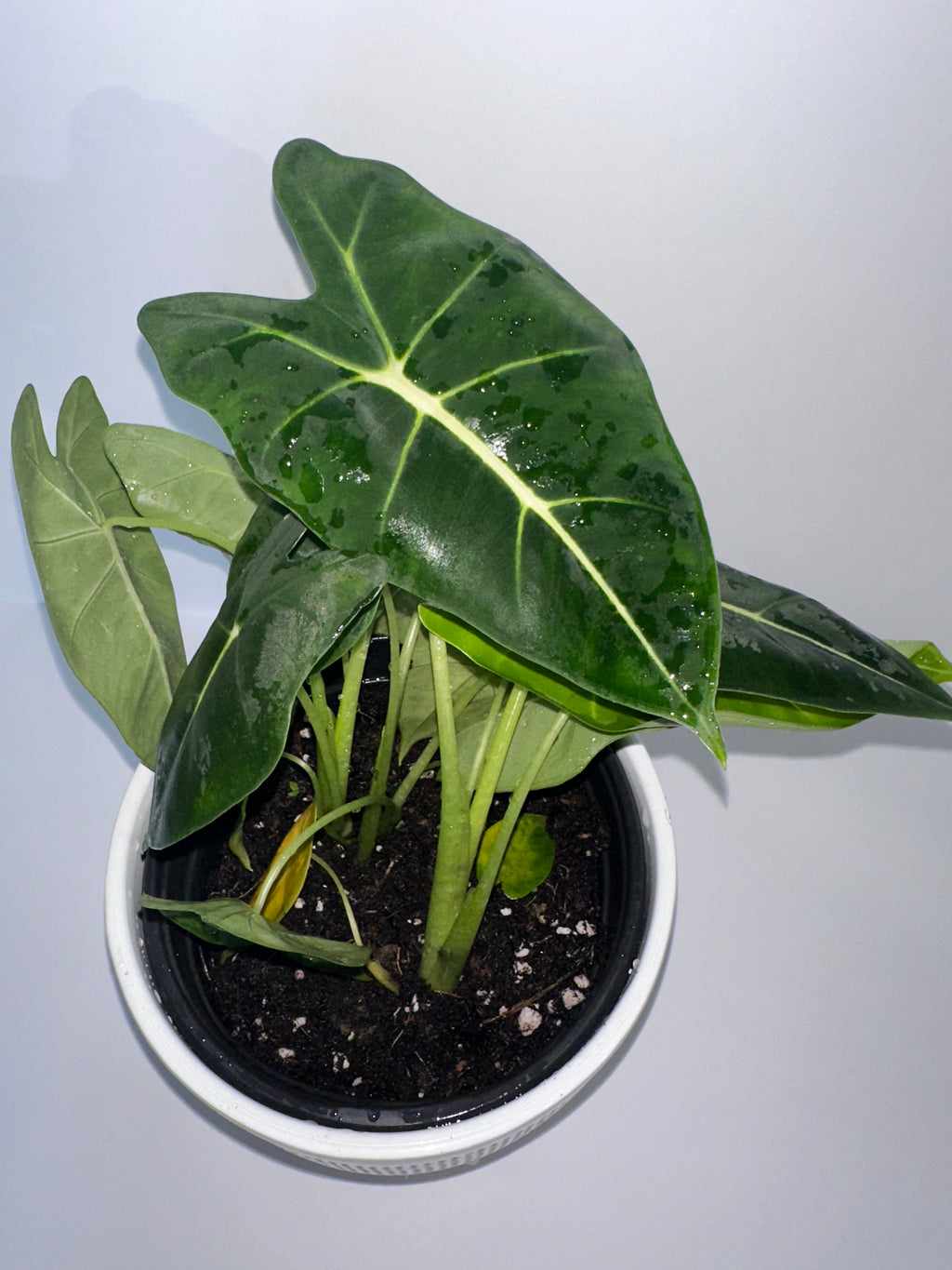 Alocasia Frydek Green Velvet 6" Potted