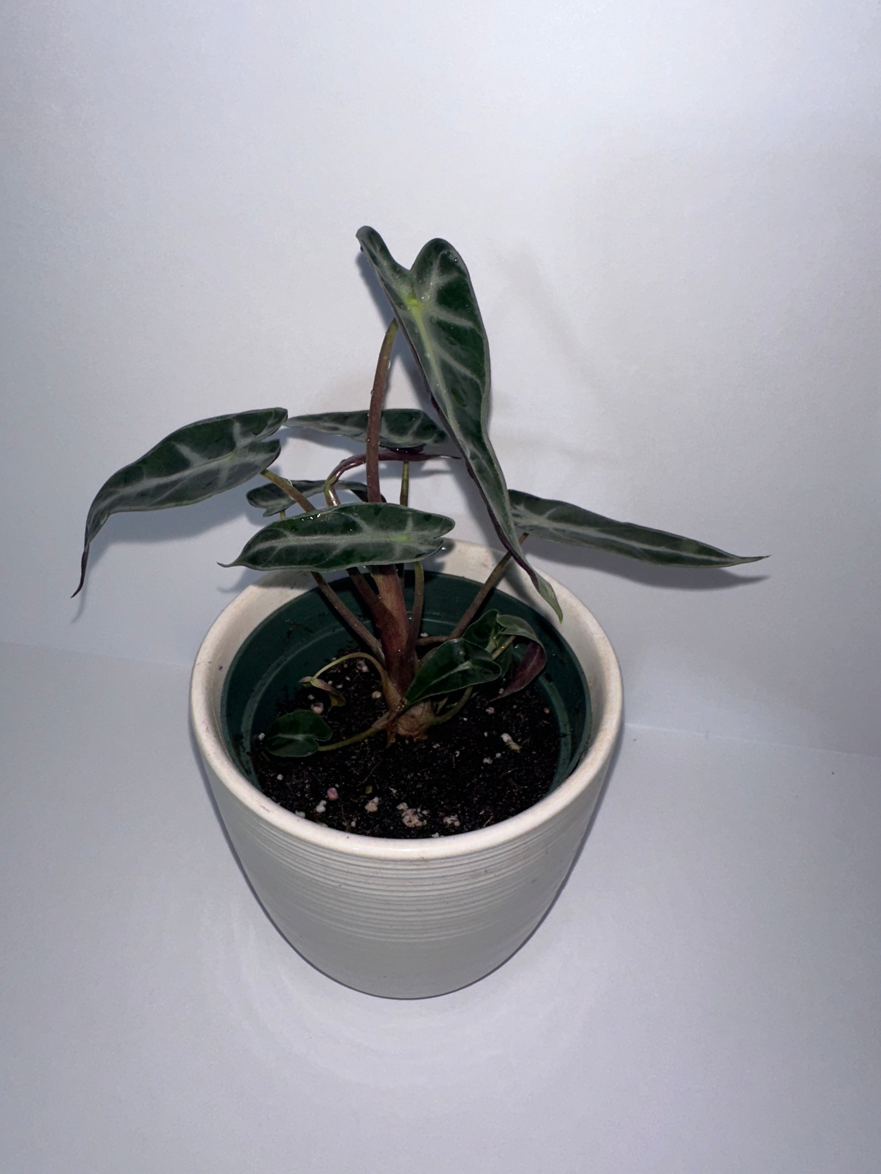 Alocasia Polly 4" Potted