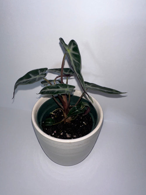 Alocasia Polly 4" Potted