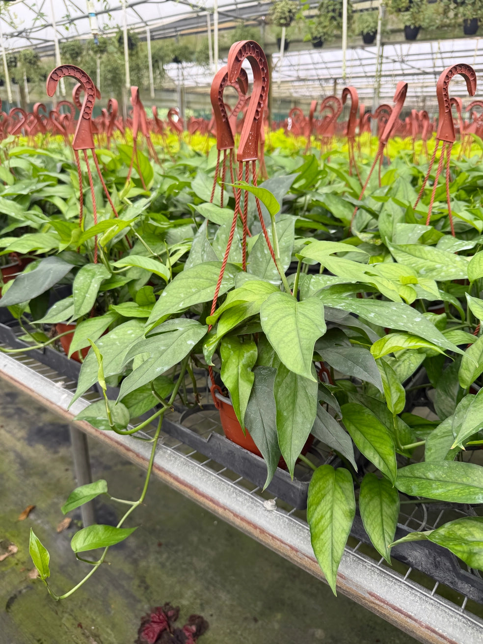 Baltic Blue Pothos 6"HB