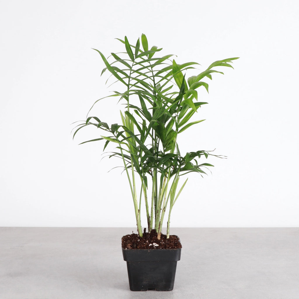 Neanthe Bella Palm 3"
