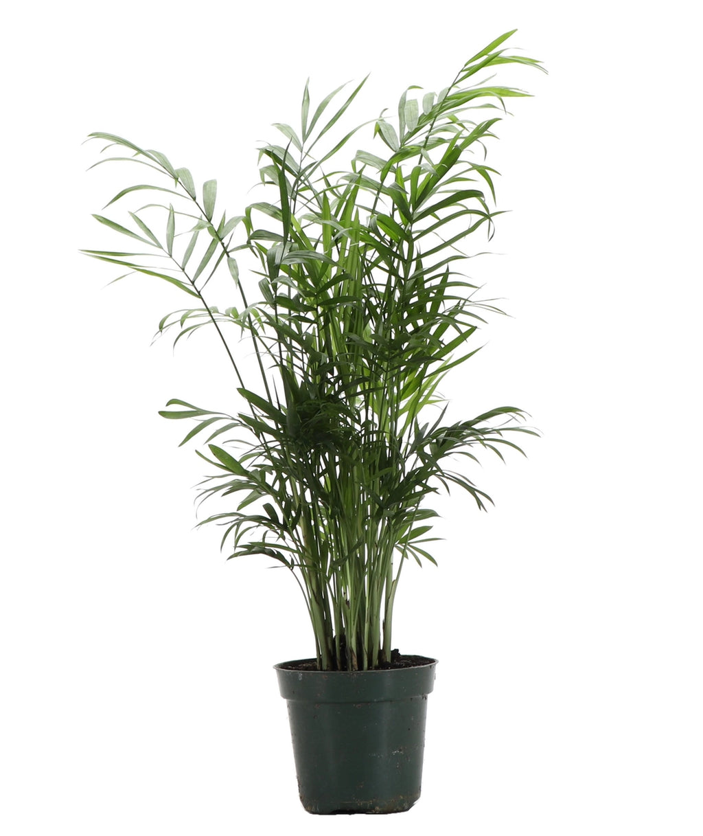 Neanthe Bella Palm 3"