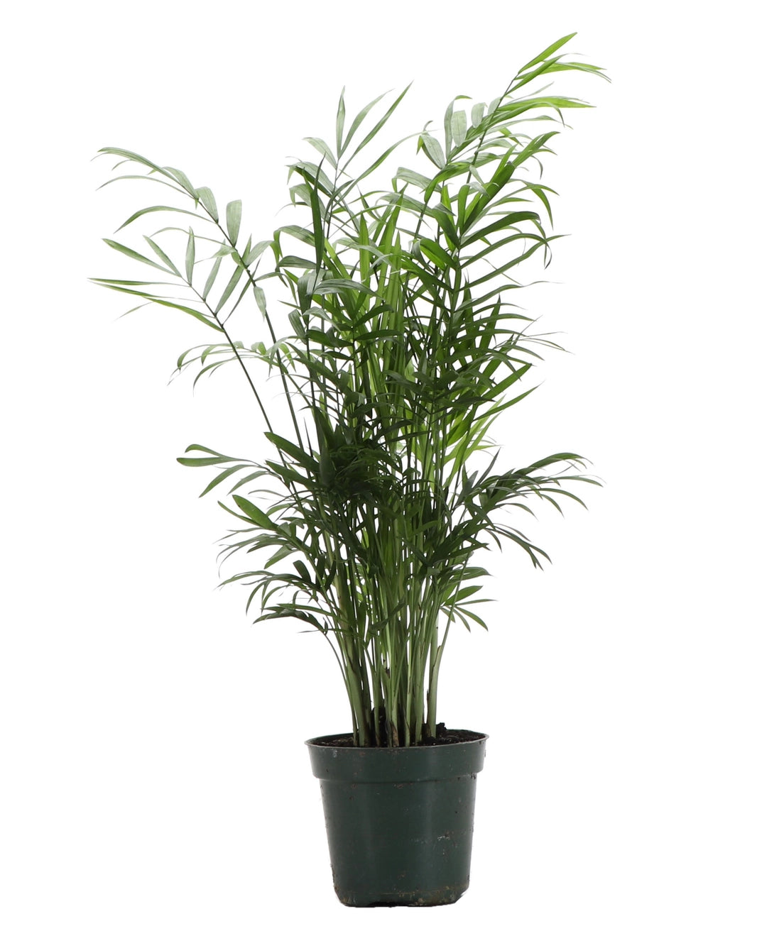 Neanthe Bella Palm 3"