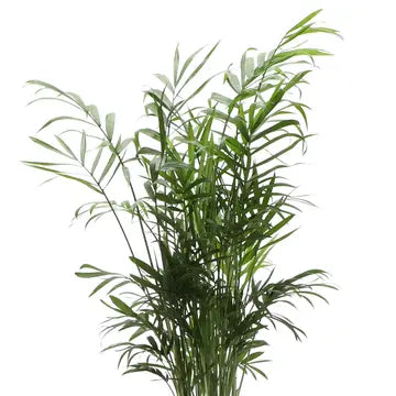 Neanthe Bella Palm 3"