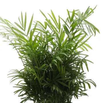 Neanthe Bella Palm 3"