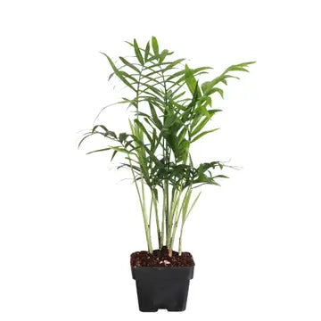 Neanthe Bella Palm 3"