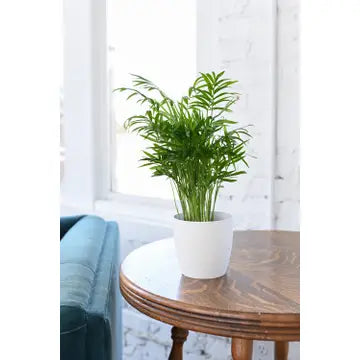Neanthe Bella Palm 3"