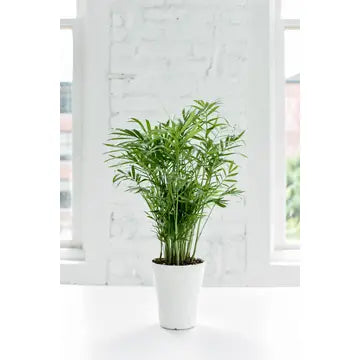 Neanthe Bella Palm 3"