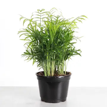 Neanthe Bella Palm 3"