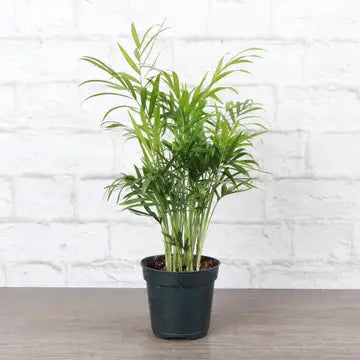 Neanthe Bella Palm 3"