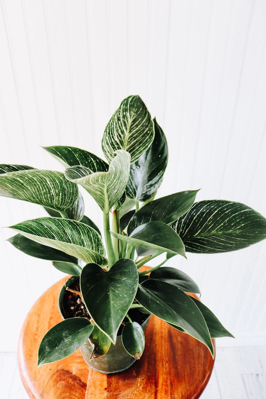 Philodendron Birkin 4'