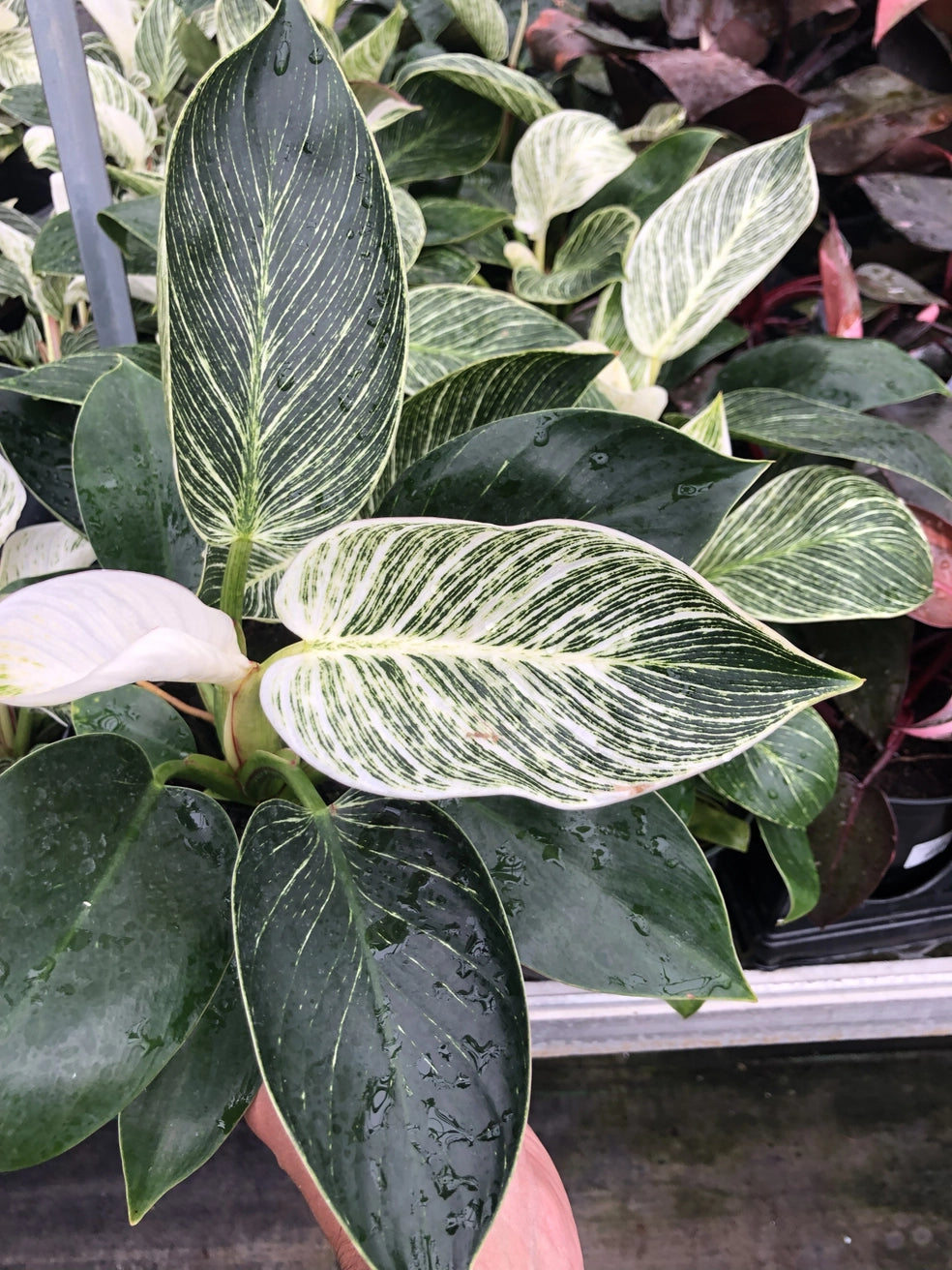 Philodendron Birkin 4'