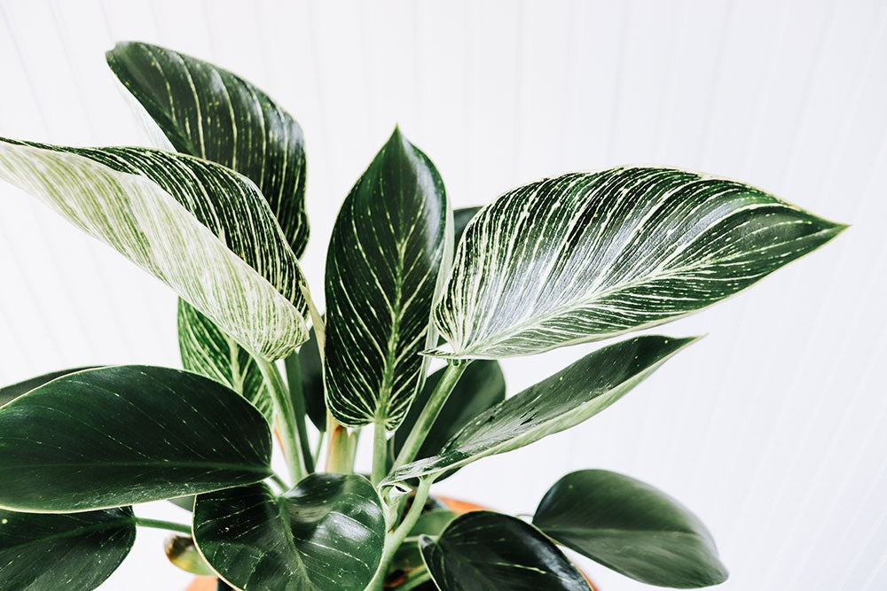 Philodendron Birkin 4'