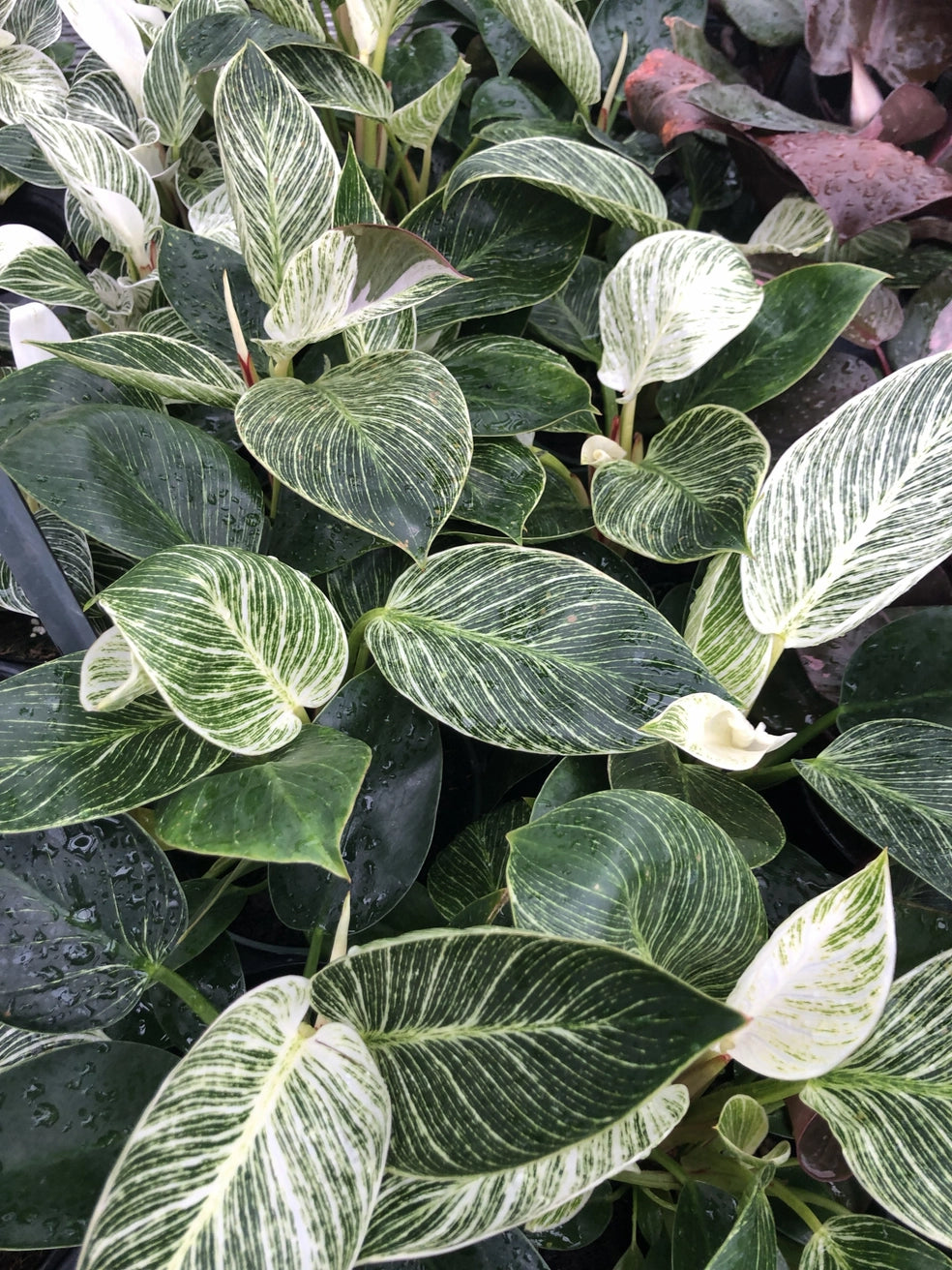 Philodendron Birkin 4'