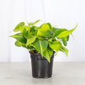 Brazil Philodendron