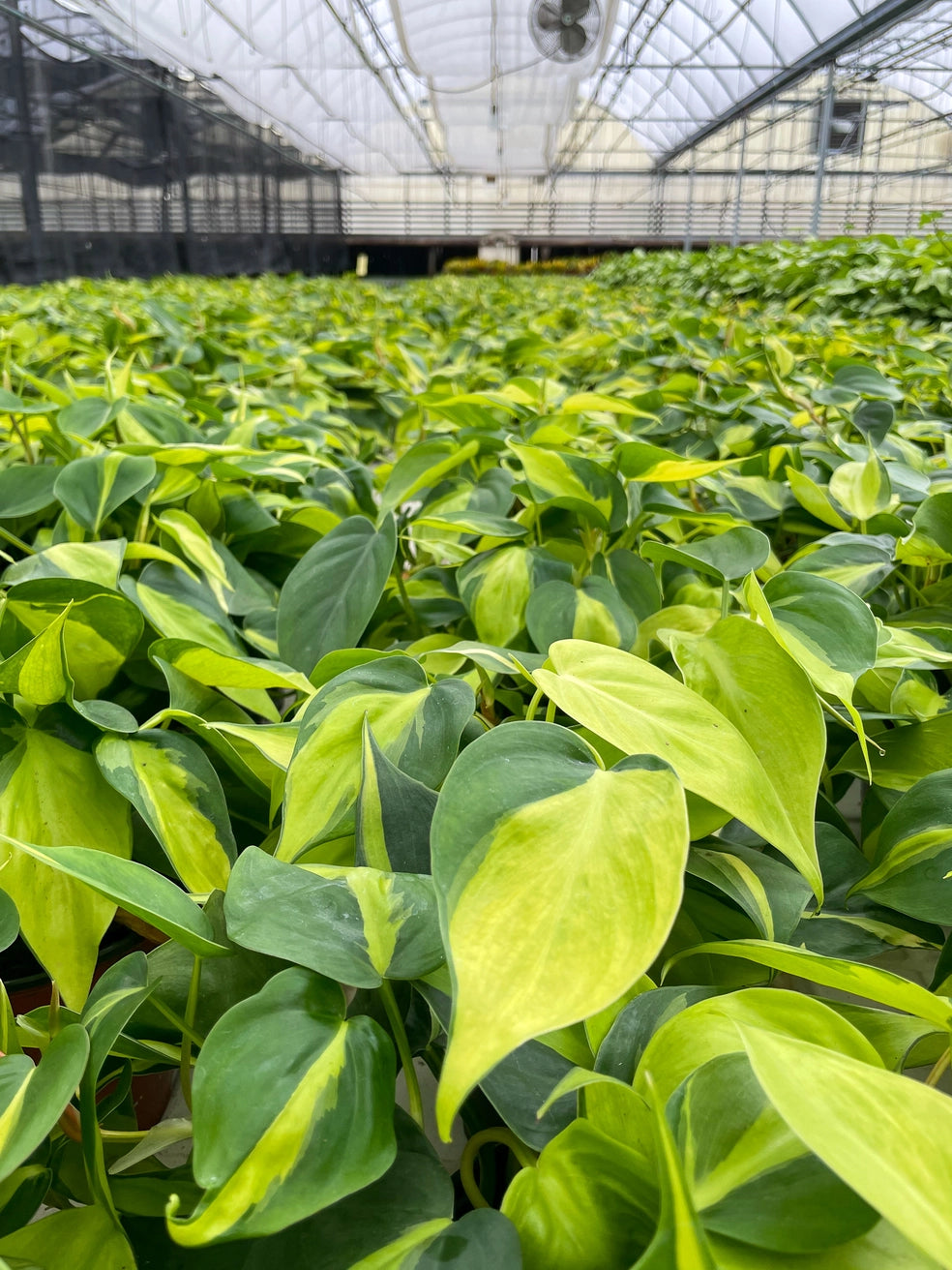Brazil Philodendron