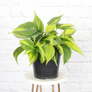 Brazil Philodendron