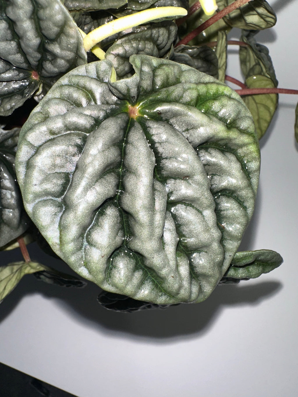 Emerald Ripple Peperomia Caperata 6" Potted