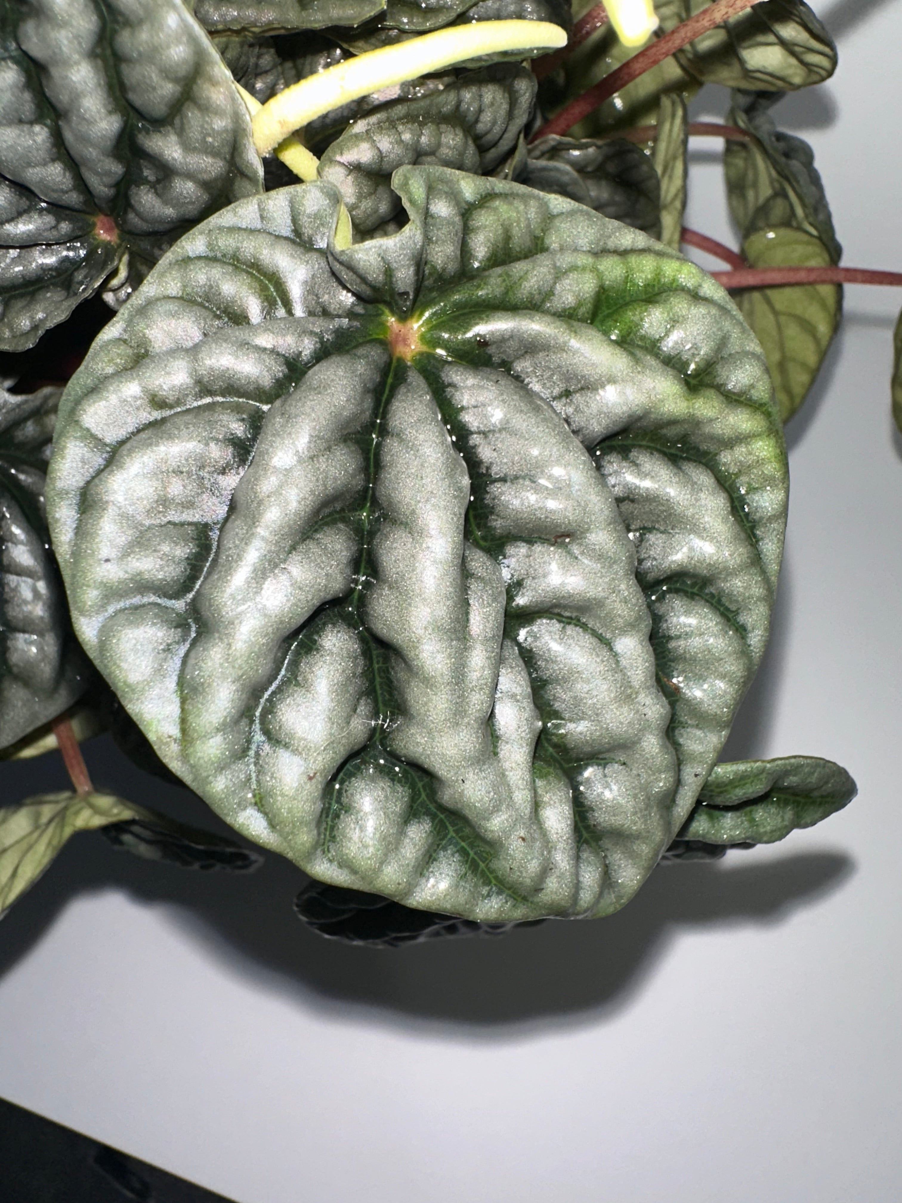 Emerald Ripple Peperomia Caperata 6" Potted