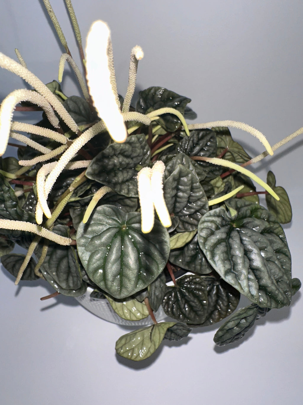 Emerald Ripple Peperomia Caperata 6" Potted