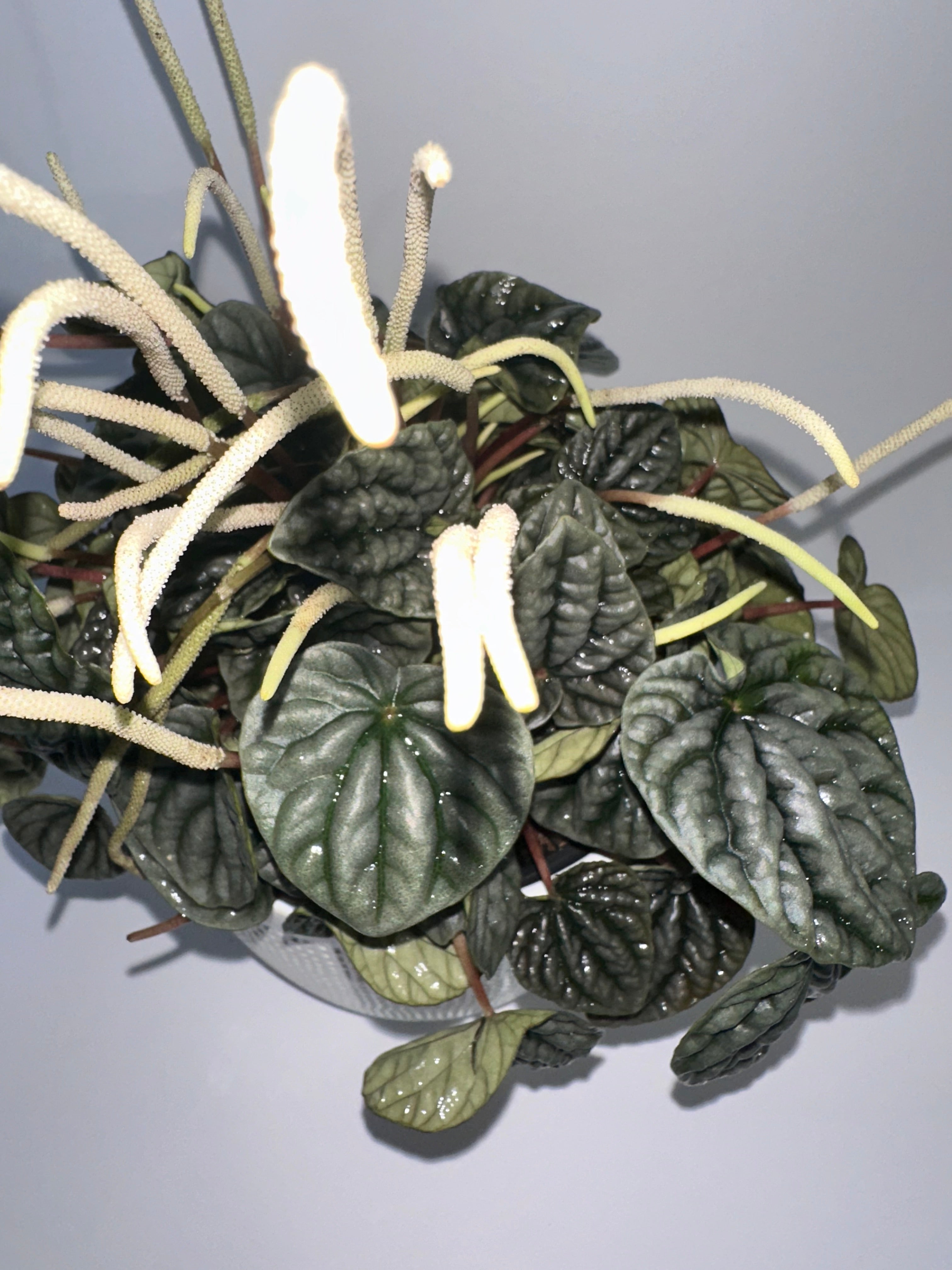 Emerald Ripple Peperomia Caperata 6" Potted
