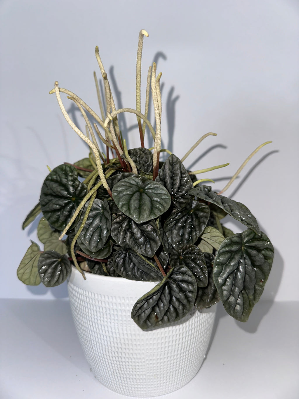 Emerald Ripple Peperomia Caperata 6" Potted