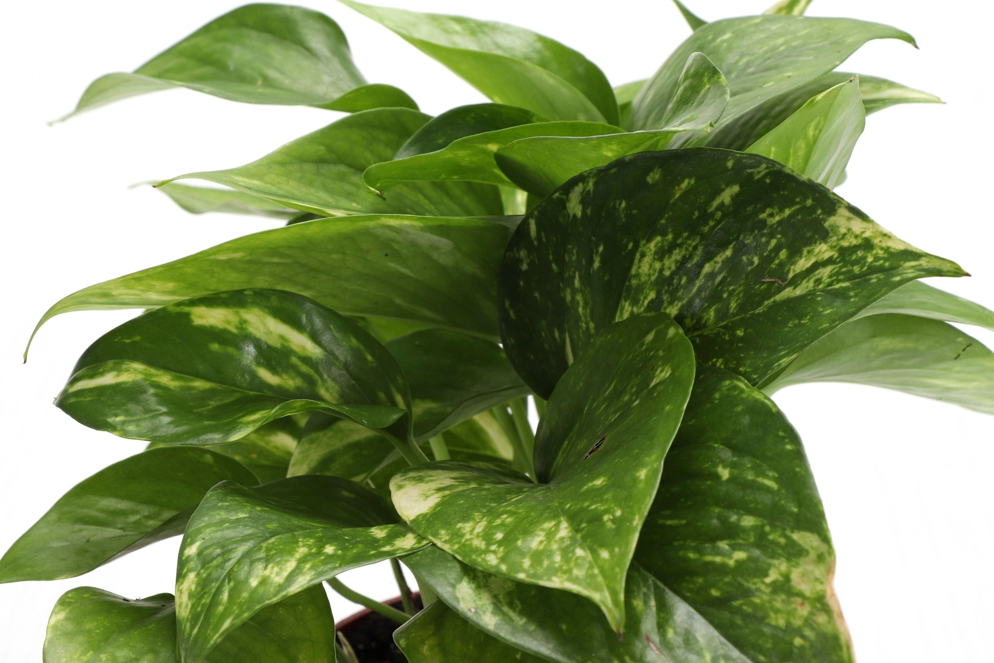 Golden Pothos 3"