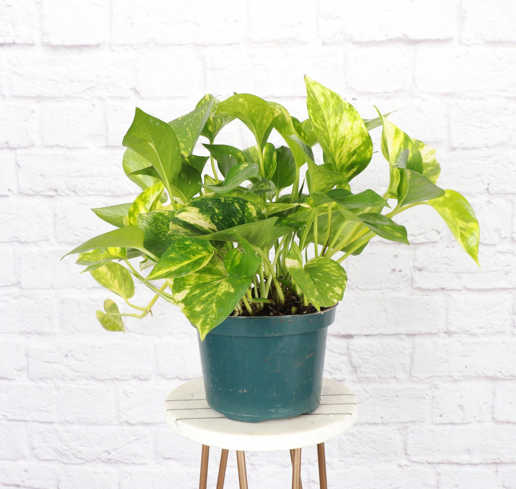 Golden Pothos 3"