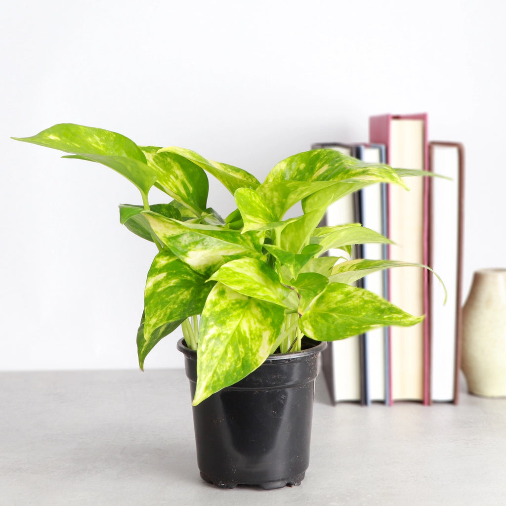 Golden Pothos 3"
