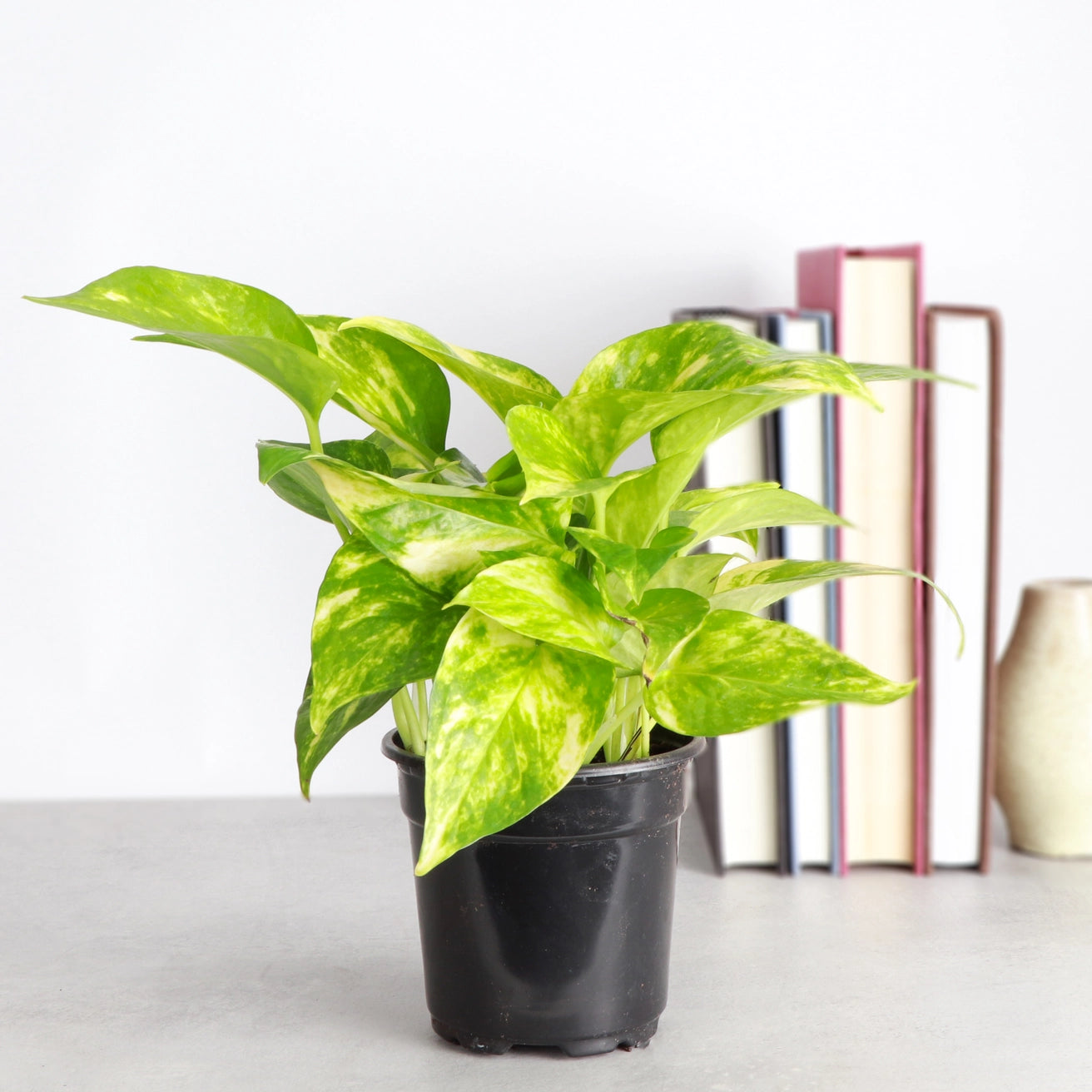 Golden Pothos 3"