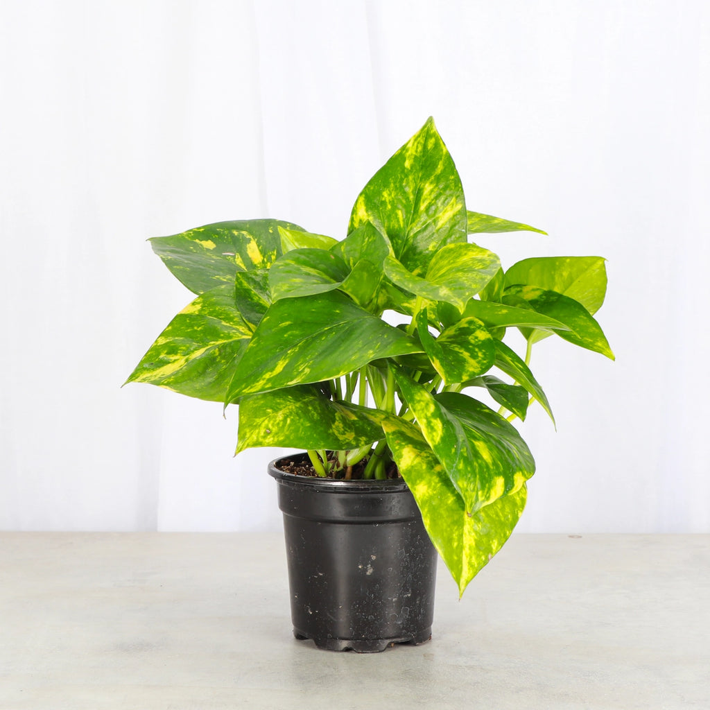 Golden Pothos 3"