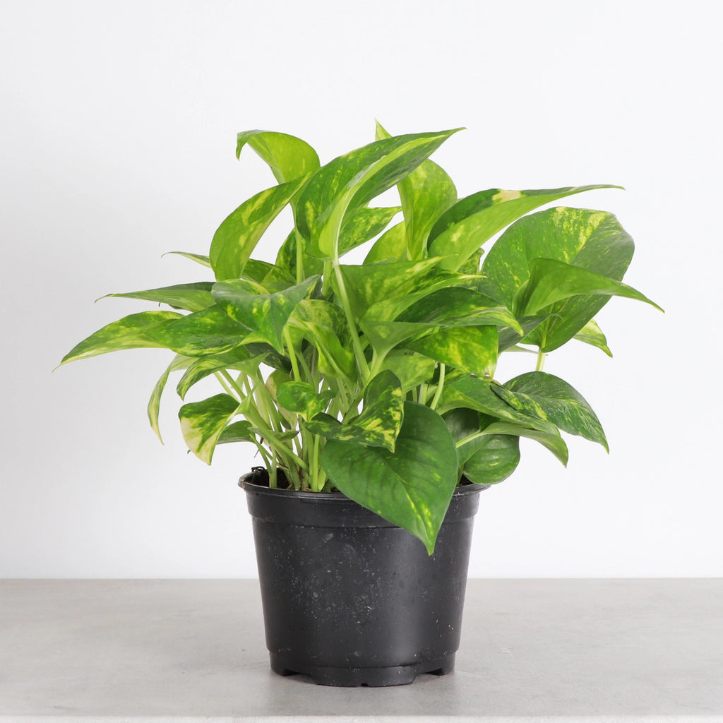 Golden Pothos 3"