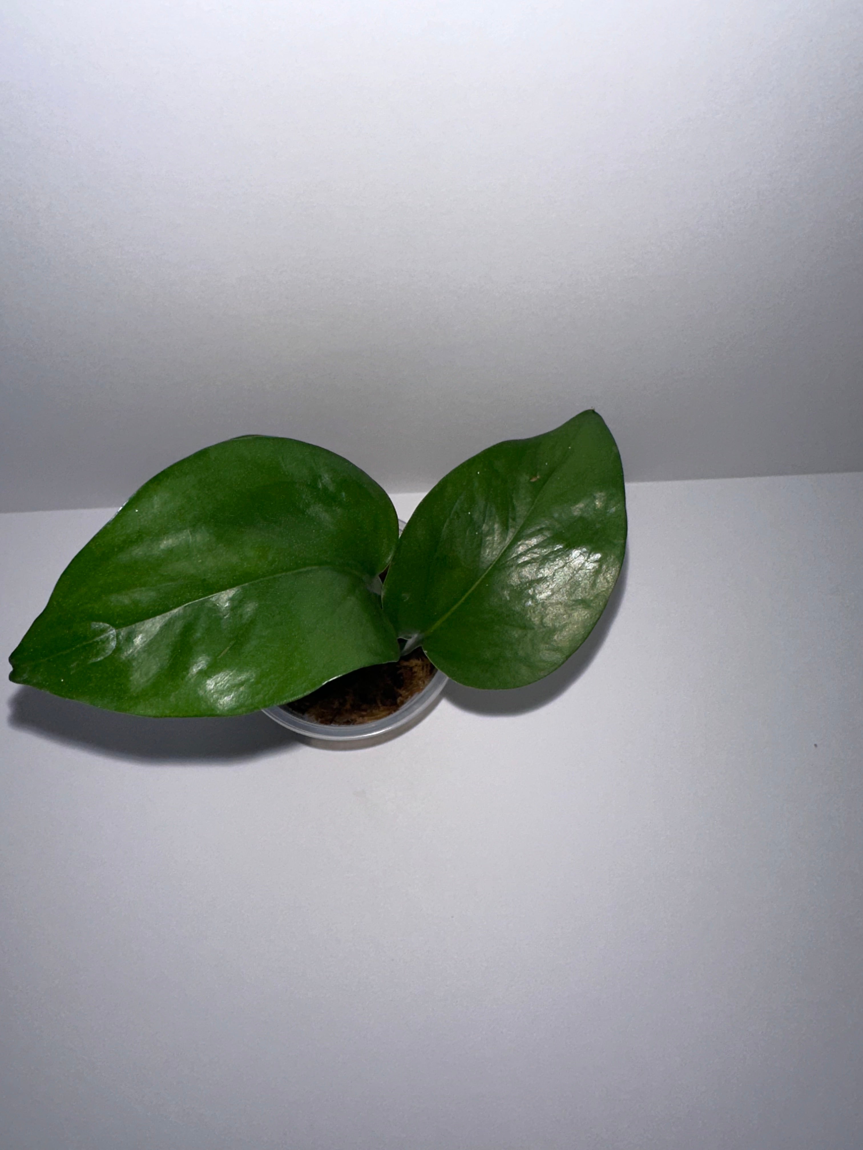 Golden Pothos Rooted