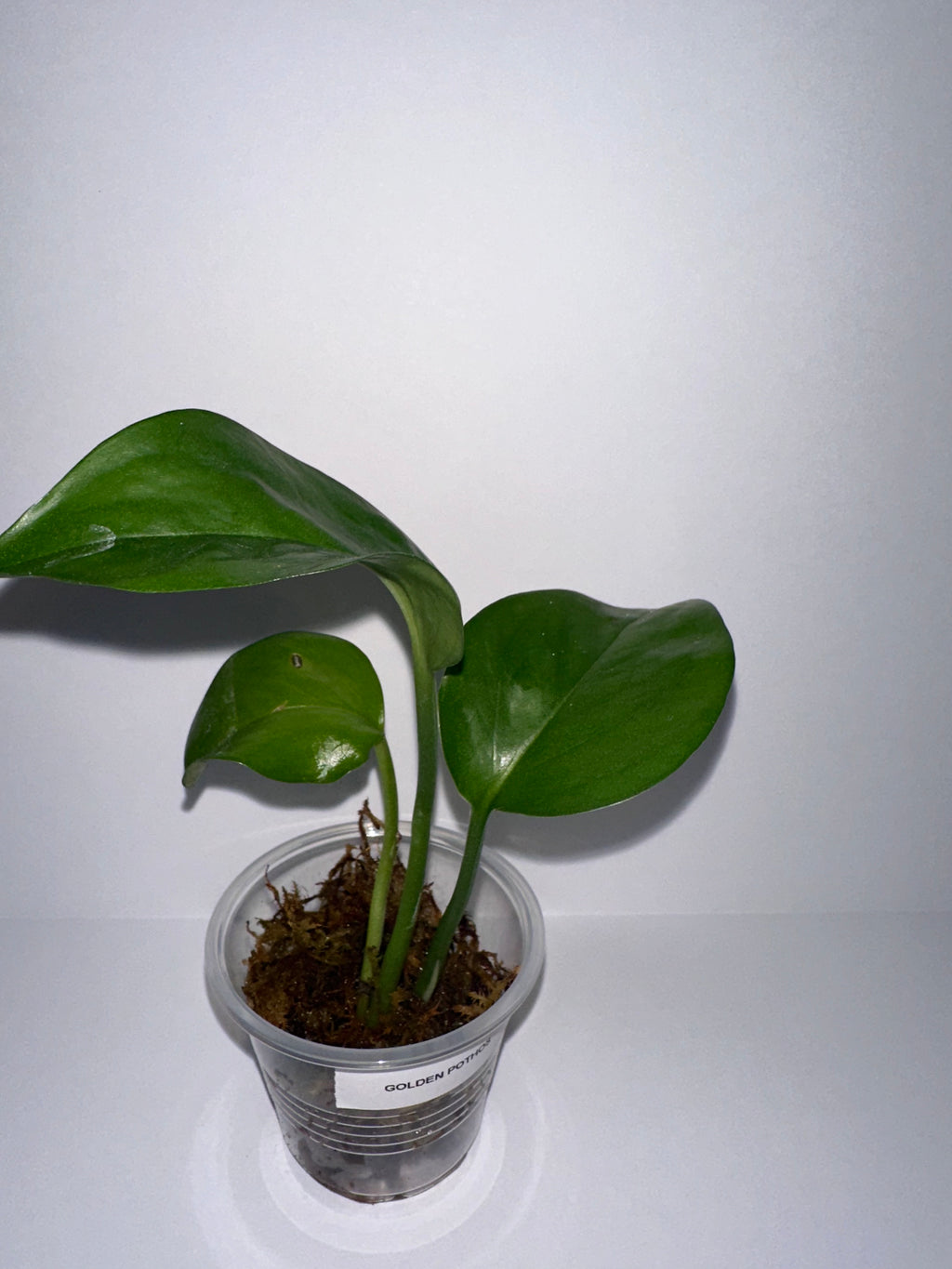 Golden Pothos Rooted