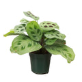 Green Prayer Plant