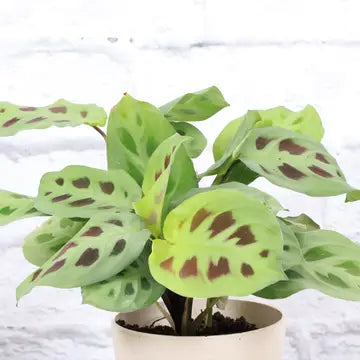 Green Prayer Plant