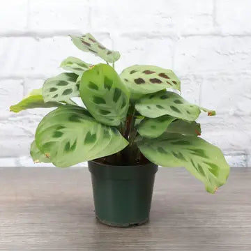 Green Prayer Plant