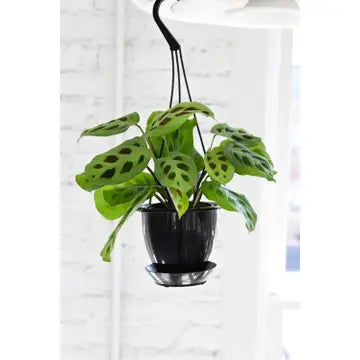 Green Prayer Plant