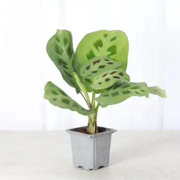 Green Prayer Plant