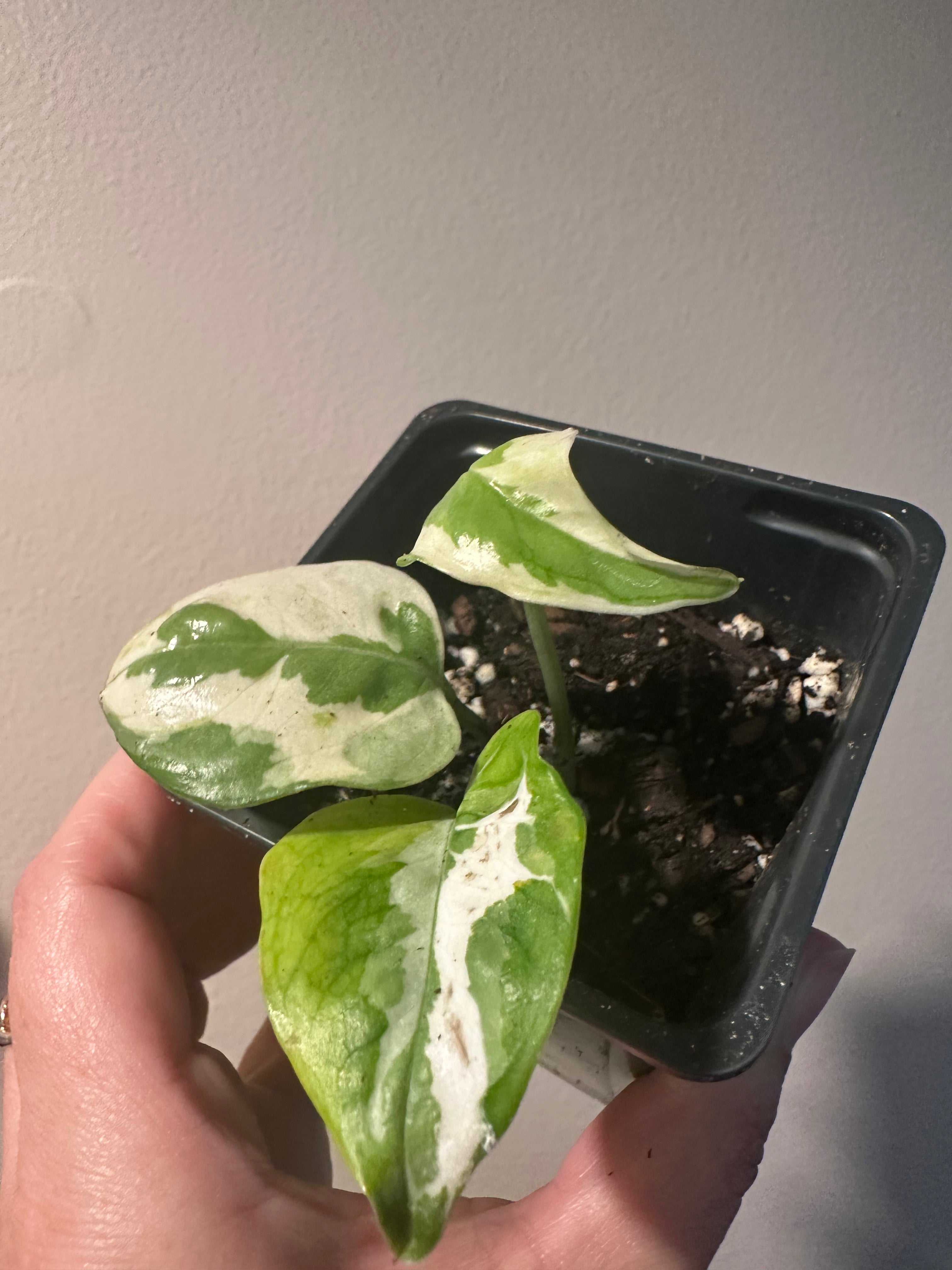 N’Joy Pothos 4" Potted