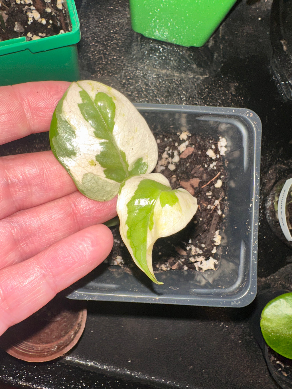 N’Joy Pothos 4" Potted