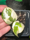 N’Joy Pothos 4" Potted