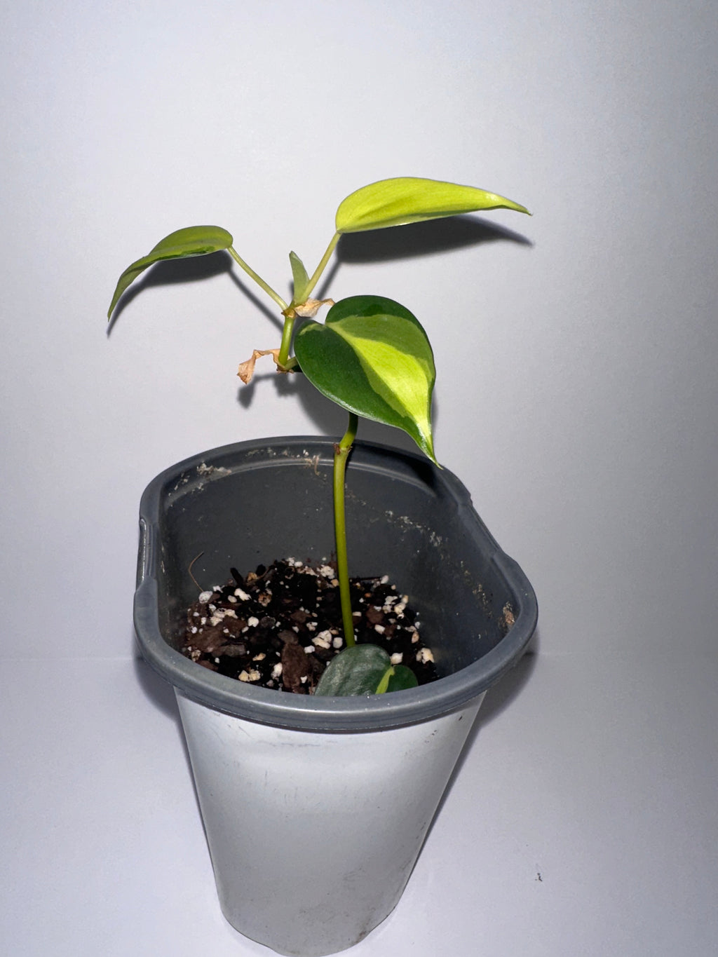 Philodendron Brasil 4" Potted