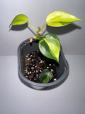 Philodendron Brasil 4" Potted