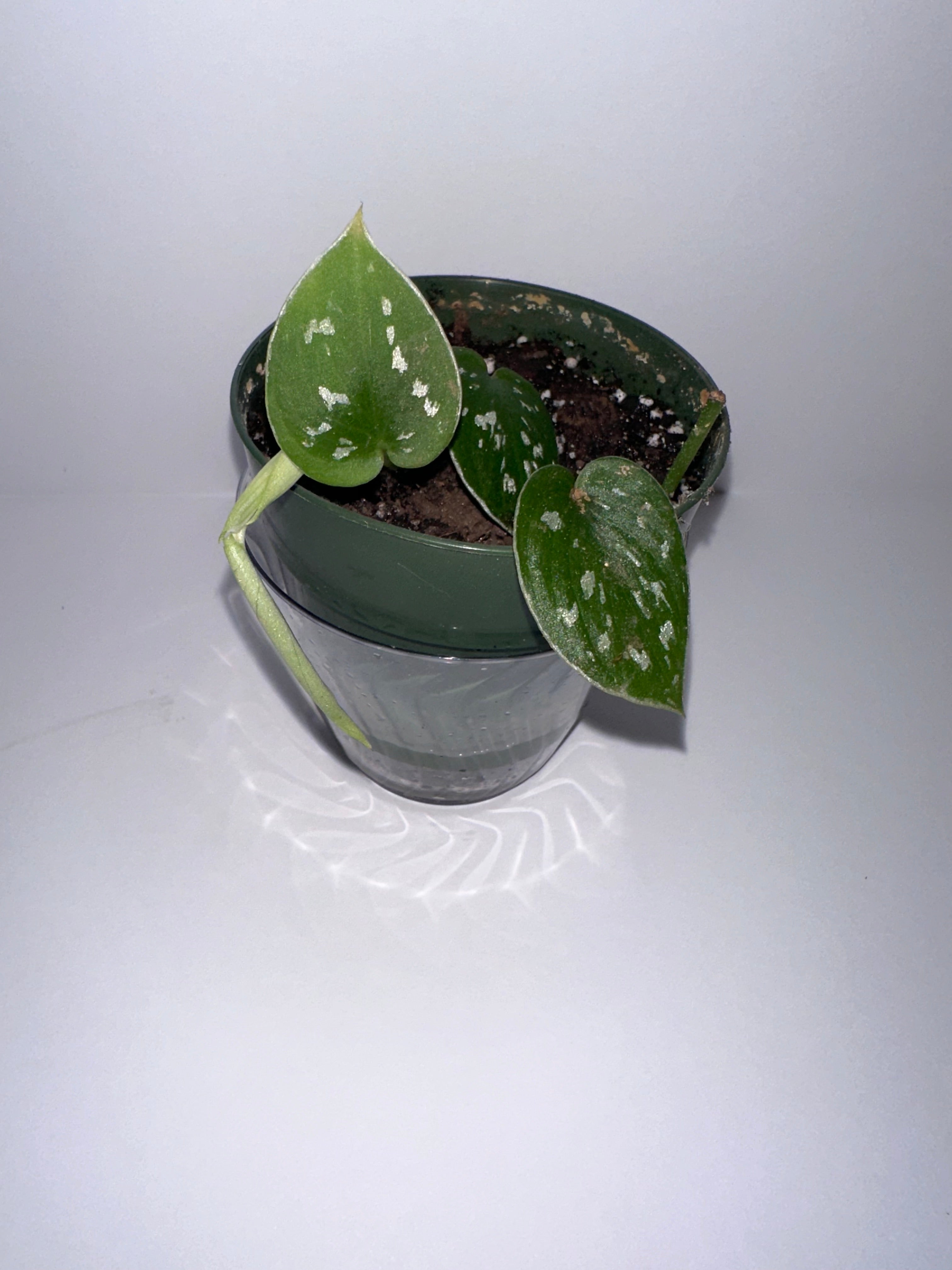 Scindapsus Exotica-4" Potted