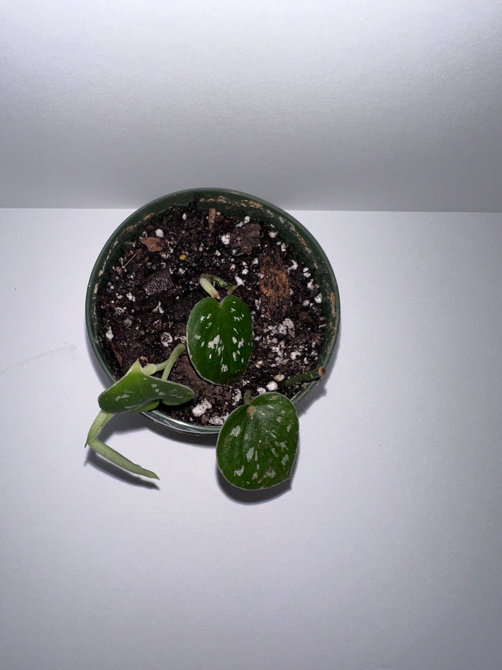 Scindapsus Exotica-4" Potted