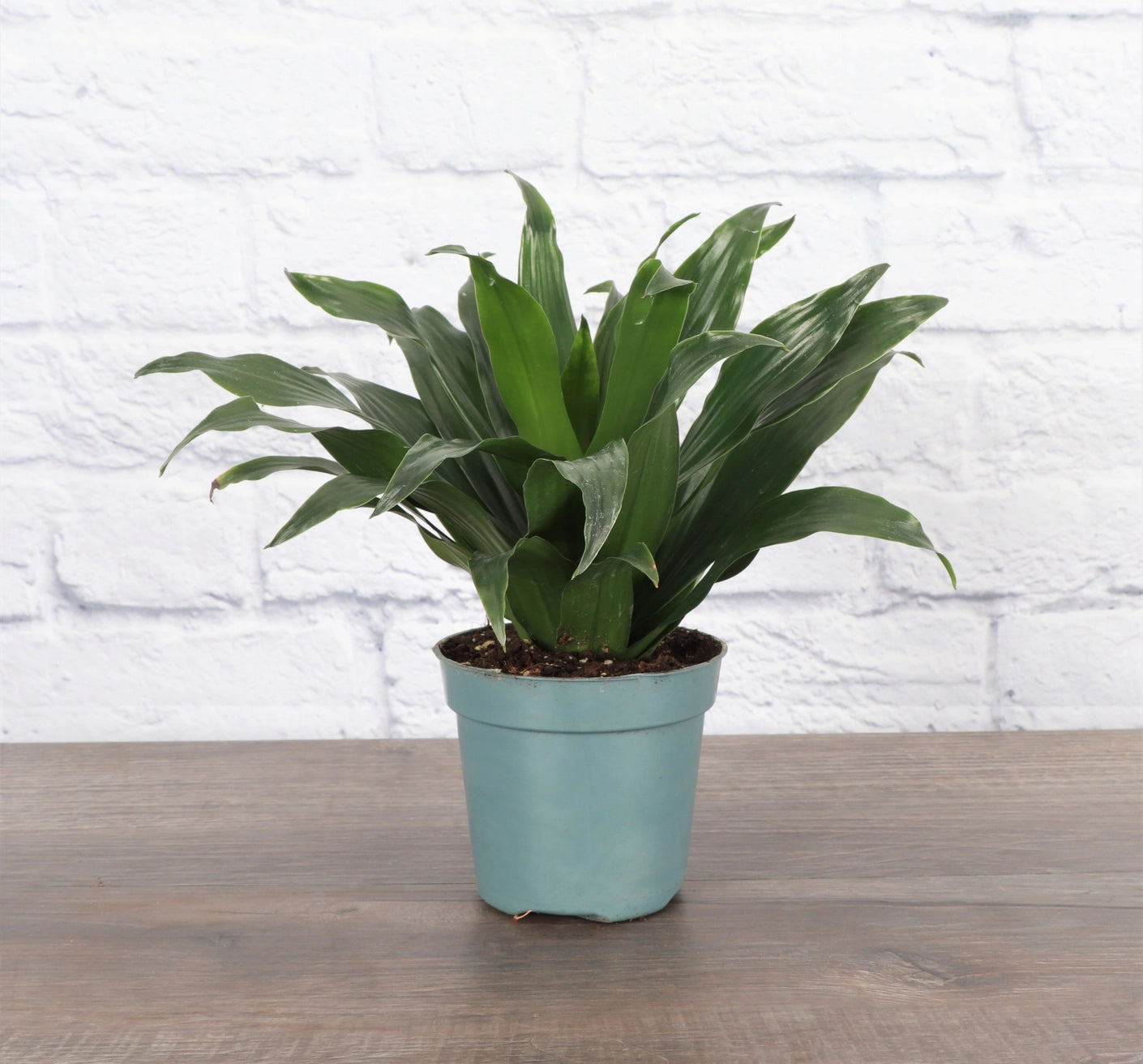 Jan Craig Compacta Dracaena 3"