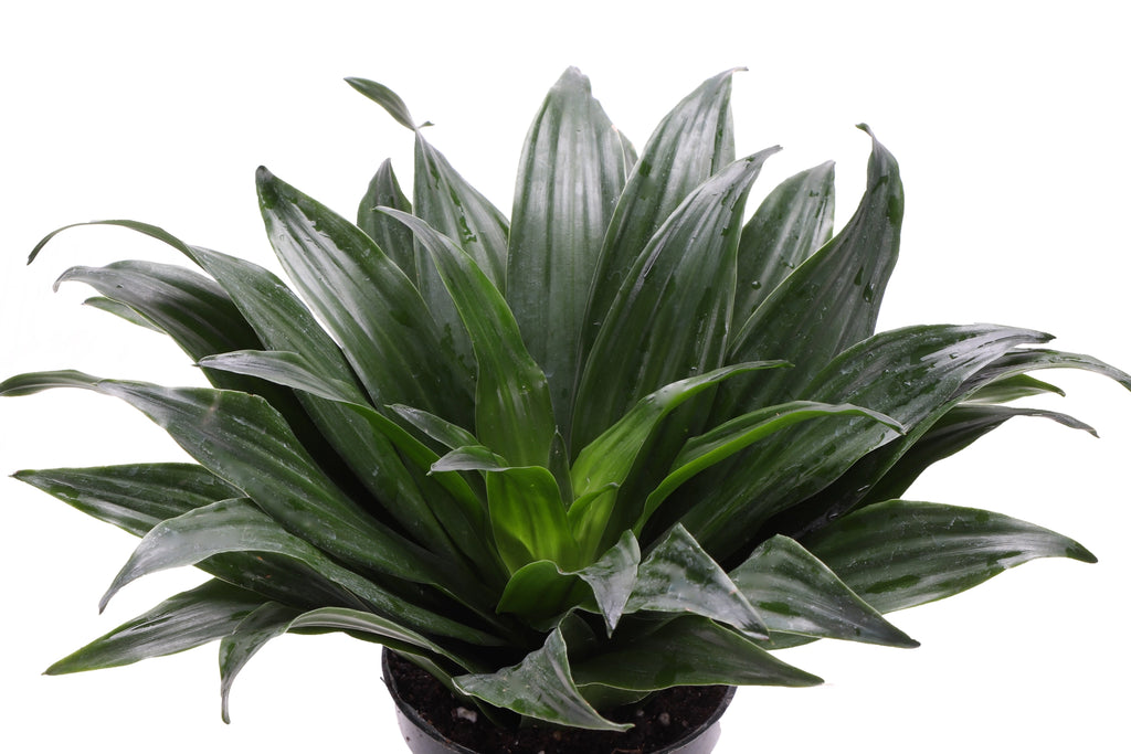 Jan Craig Compacta Dracaena 3"